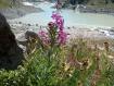 fiori a Campo Moro