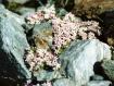 Androsace alpina