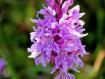 Orchidea in rosa (Dactylorhiza sp.