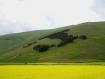 La forma dello stivale fatta di pini vista da<br>un campo di lenticchie al Pian Grande.