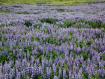 Fioritura di lupini blu