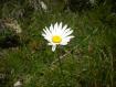 Fiore