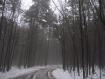 Bosco in inverno