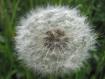 il soffione