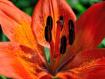Giglio selvatico (Lilium bulbiferum)