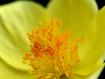 Anemone