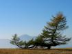 Larice sul Monte Finonchio