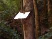 "Albero affamato".