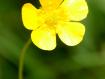 fiore a