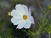 fiore c