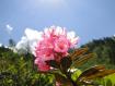 rododendro