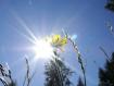 fiore illuminato dal sole