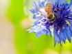 Centaurea montana