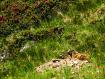 Marmotte tra i rododendri