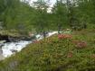 Rododendri al fiume