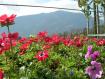 giardino fiorito