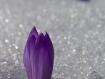 I primi Crocus di stagione sbucano tra la neve