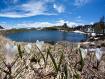 Fioritura di Crocus  al lago di Culino in Valgerola