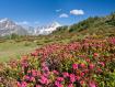 Una distesa di Rododendri al Pian dei Cavalli in Valchiavenna
