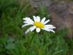 Daisy in Piazzacalda