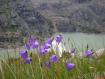 Fiori affacciati sul Lago di Gera in Valmalenco