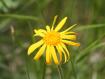 Sole giallo