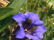 genziana
