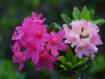 rododendro