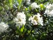 Rarit�