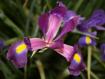 fiore