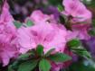 fiore