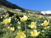 anemoni - Livigno