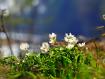 anemoni, Pian di Gembro