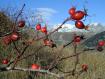 bacche nel blu