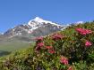 Rododendri sotto il Pizzo Tresero