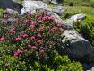 Rododendri in Alta Valfurva
