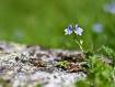 Cuori solitari in Val di Mello�