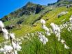 Batuffoli di cotone in Val Tartano