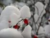 vita nella neve