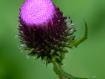purpureo 2