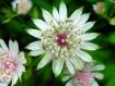 Astrantia Major a Gerola Alta