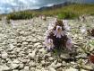 fiore sul Monte Cusna