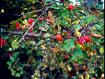 cespuglio verde dalle splendide bacche rosse