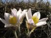 Coppia di anemoni Alpe Pedroria