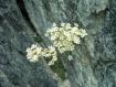 "Roccia fiorita"