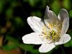 anemone bianco