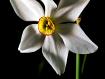 narciso