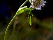 fiore bianco