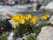 fiori sul passo del Bernina