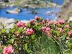 rododendri al lago Zancone